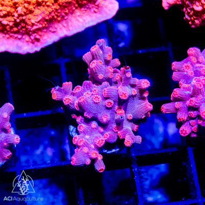 Jake Adams Pink Branching Cyphastrea