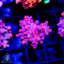 Jake Adams Pink Branching Cyphastrea