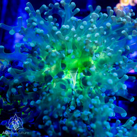 F paradivisa - Green Frogspawn