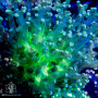 F paradivisa - Green Frogspawn 5-Lot Price Ea.