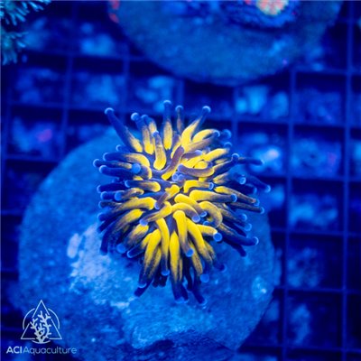 BO-561