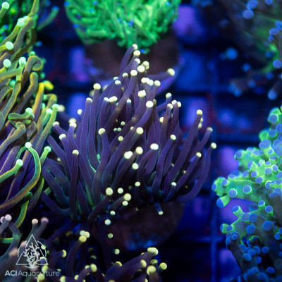 Euphyllia glabrescens - Joker Torch