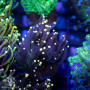 Euphyllia glabrescens - Joker Torch