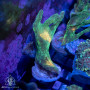Pectinia Frags