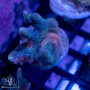 Pectinia Frags