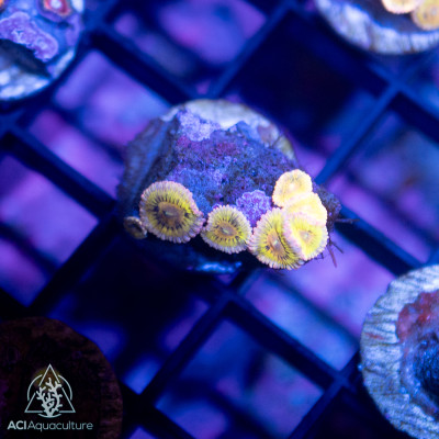 Zoanthus sp. - Ultra Zoa Frags
