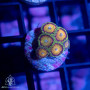 Zoanthus sp. - Ultra Zoa Frags