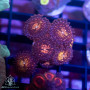 Zoanthus sp. - Ultra Zoa Frags