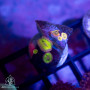 Zoanthus sp. - Ultra Zoa Frags
