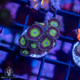 Zoanthus sp. - Ultra Zoa Frags