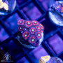 Zoanthus sp. - Ultra Zoa Frags