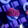 Zoanthus sp. - Ultra Zoa Frags