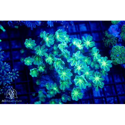 Clavularia sp - Green Clove Polyp