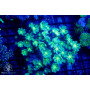 Clavularia sp - Green Clove Polyp