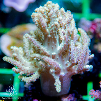 Nepthea sp. - Yellow Tree (M)