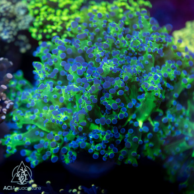 F paradivisa - Assorted Frogspawn (5 Lot) ea.