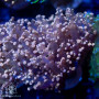 F paradivisa - Assorted Frogspawn (5 Lot) ea.