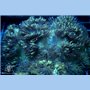 CI-155
