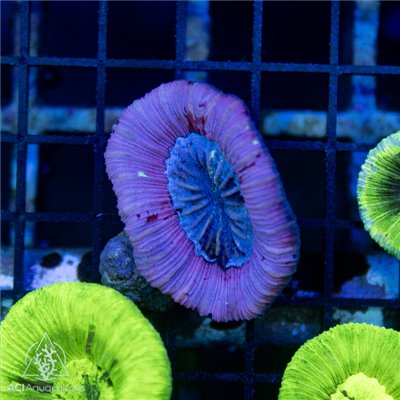 CI-366