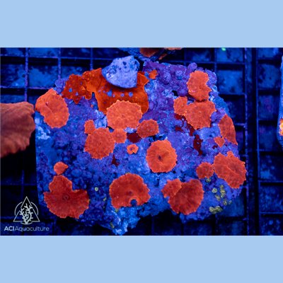 CI-484
