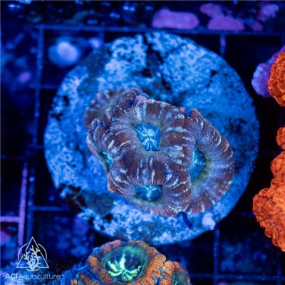 CI-492