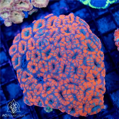 CI-504