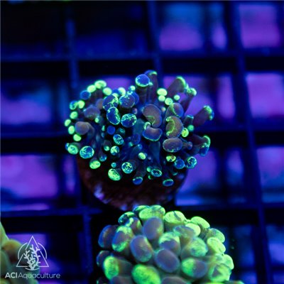 CF-5397