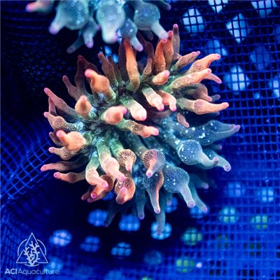 CI-222