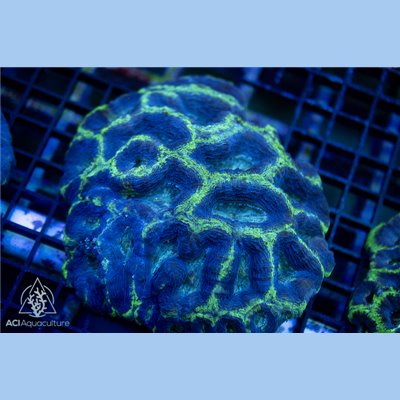 CI-343