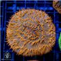 CI-382