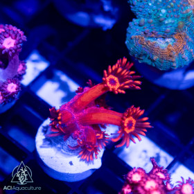 Goniopora - Red