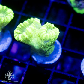 ACI Striped Kryptonite Candy Cane Trumpet