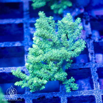 Sinularia sp. - Neon Green/Yellow M