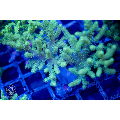 Sinularia sp. - Neon Green/Yellow L