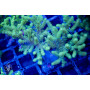 Sinularia sp. - Neon Green/Yellow L