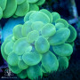 Plerogyra sinosa - Bright Green (Indo Pacific) M
