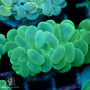 Plerogyra sinosa - Bright Green (Indo Pacific) M