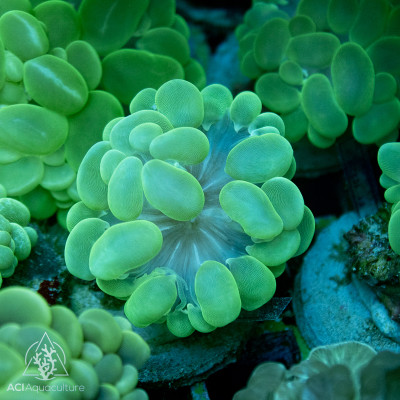 Plerogyra sinosa - Bright Green (Indo Pacific) S/M