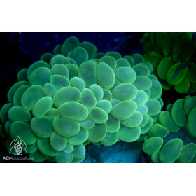 Plerogyra sinosa - Bright Green (Indo Pacific) M/L