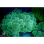Plerogyra sinosa - Bright Green (Indo Pacific) M/L