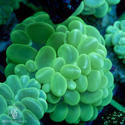 Plerogyra sinuosa - Bubble Common Green  (Indo-Pacific)  XL