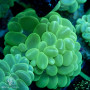 Plerogyra sinuosa - Bubble Common Green  (Indo-Pacific)  XL
