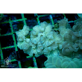 Plerogyra turbida - Fox Coral S