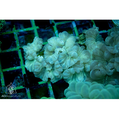 Plerogyra turbida - Fox Coral S