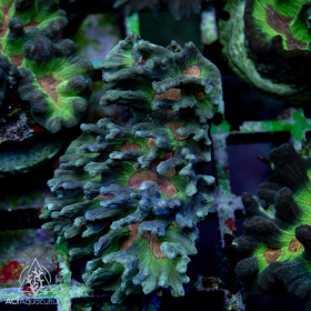 Pectinia sp. - Spiney Cup Colored Neon (L)
