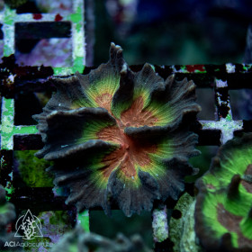 Pectinia sp. - Rainbow (M)