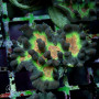 Pectinia sp. - Spiney Cup Colored Neon (M)