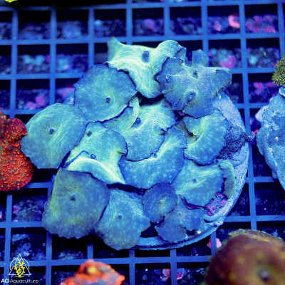 Discosoma - Mushroom Rock Blue Neon Rock (Indo-Pacific) M
