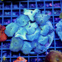 Discosoma - Mushroom Rock Blue Neon Rock (Indo-Pacific) M