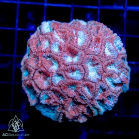 Photo of Mother Colonies.